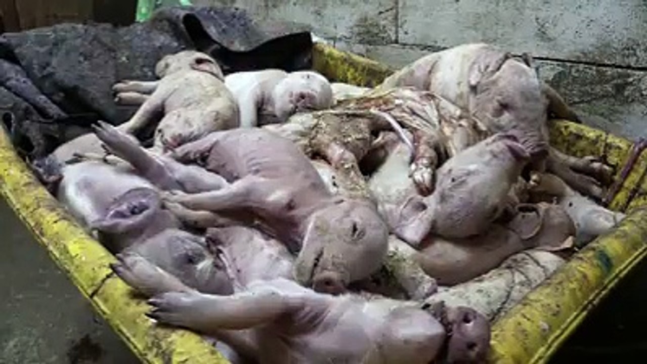 dutch pig farm