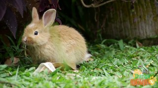 RABBITS | Conejos - Animals for children. Kids videos. Kindergarten - Preschool learning