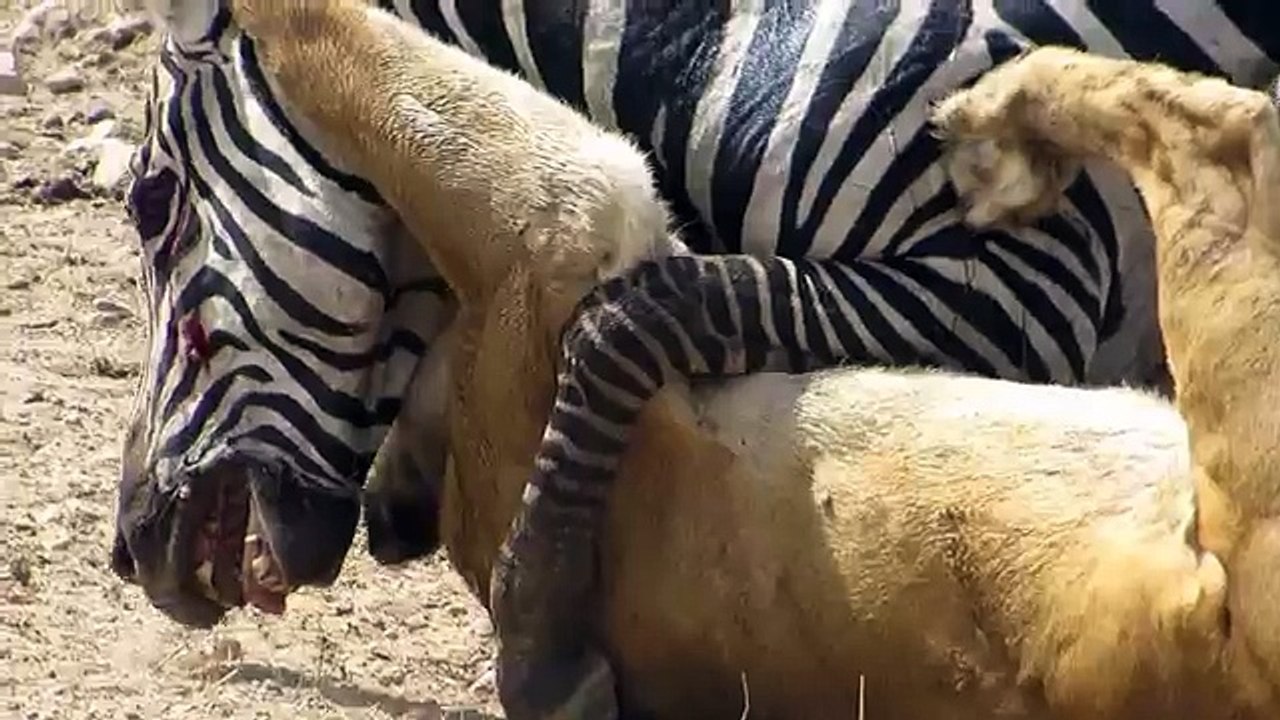 Lion vs Zebra - Lion kills zebra almost - Lion hunting zebra - Zebra escapes lion killing
