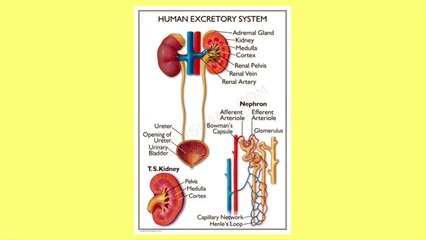 The Human Excretory System