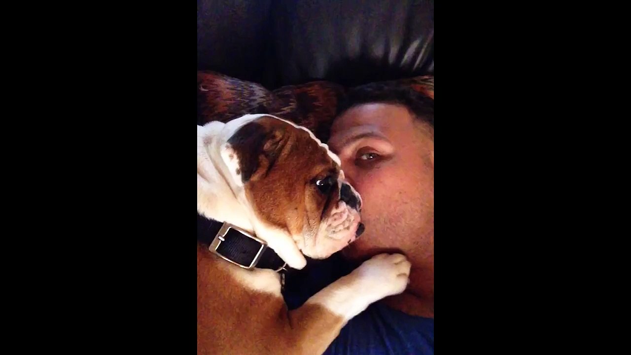 Adorable Bulldog Puppy Can t Stop Kissing Owner