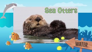 SEA OTTERS | Nutrias de Mar - Animals for children. Kids videos. Kindergarten - Preschool learning