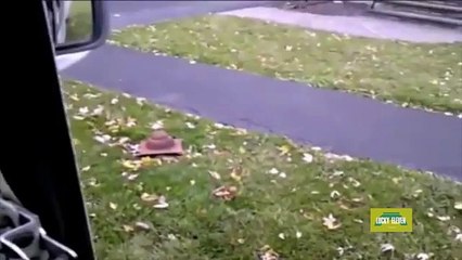 Mailman Battles Angry Cat While Attempting to Deliver Mail