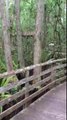 Florida Panther at Corkscrew Swamp