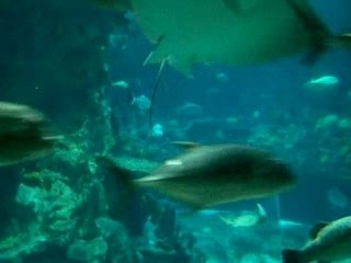 ocean park hong kong