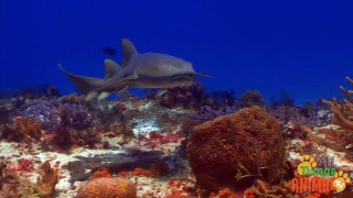 SHARKS | Tiburones - Animals for children. Kids videos. Kindergarten - Preschool learning