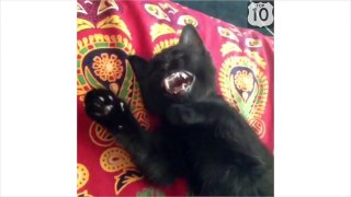 Супер смешные коты Видео приколы про котов Улетные животные