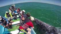 Gray Whales San Ignacio Lagoon Mexico