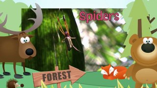 SPIDERS | Arañas - Animals for children. Kids videos. Kindergarten - Preschool learning