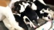 beagles puppies 2 weeks