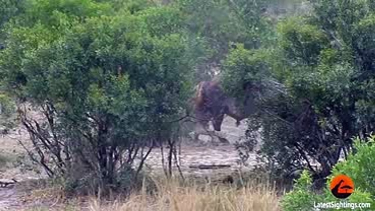 Buffalo_Bursts_Car_Tire_to_Chase_Lions_Away_-_Latest_Wildlife_Sightings