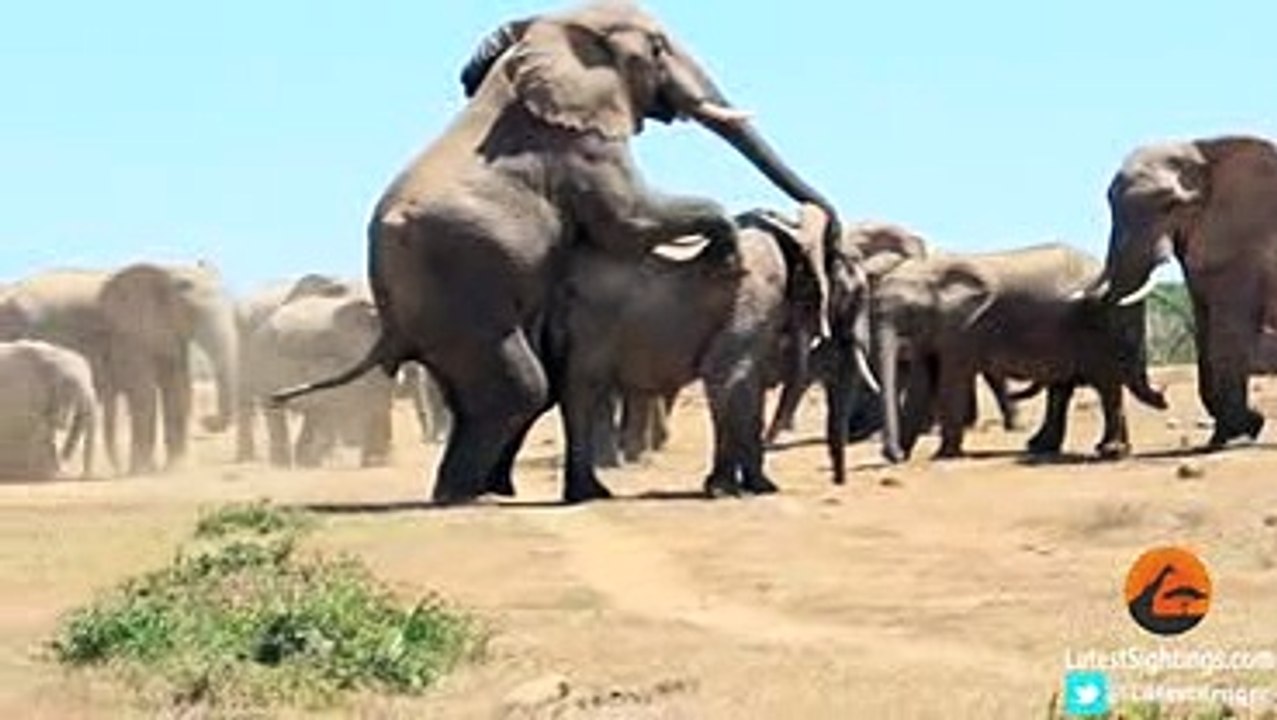 Mating_Elephants_-_Latest_Wildlife_Sightings