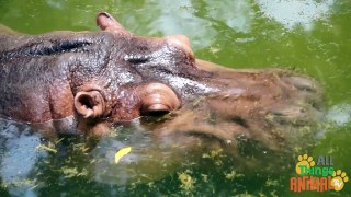 HIPPOS | Hipopotamos - Animals for children. Kids videos. Kindergarten - Preschool learning