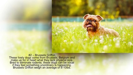 PiVi Channel - Top 10 Smallest dog breeds in the world