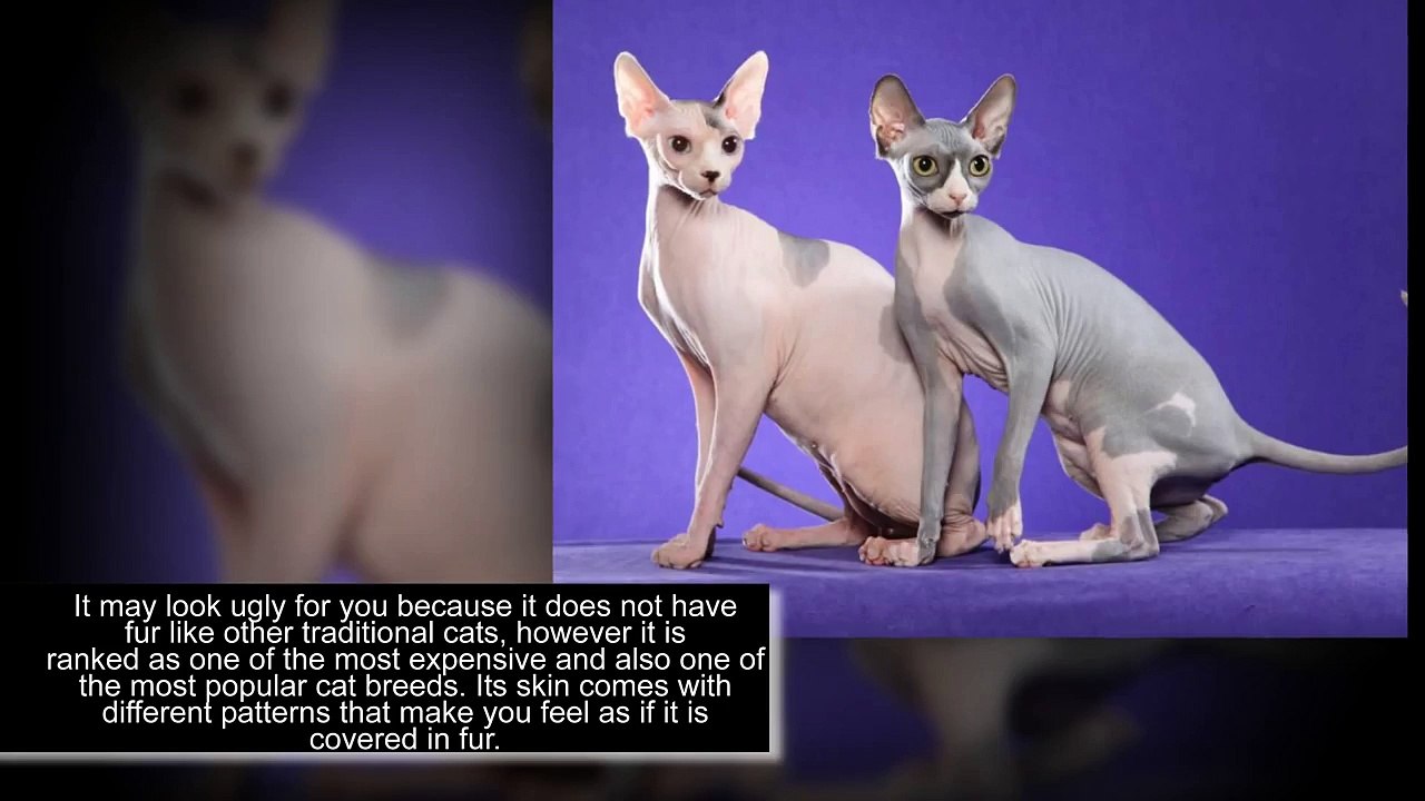 Top 10 Most expensive cat breeds in the world - PiVi Channel