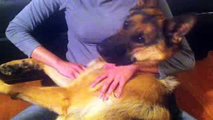 Dog cries like a big baby - Dunder the German Shepherd