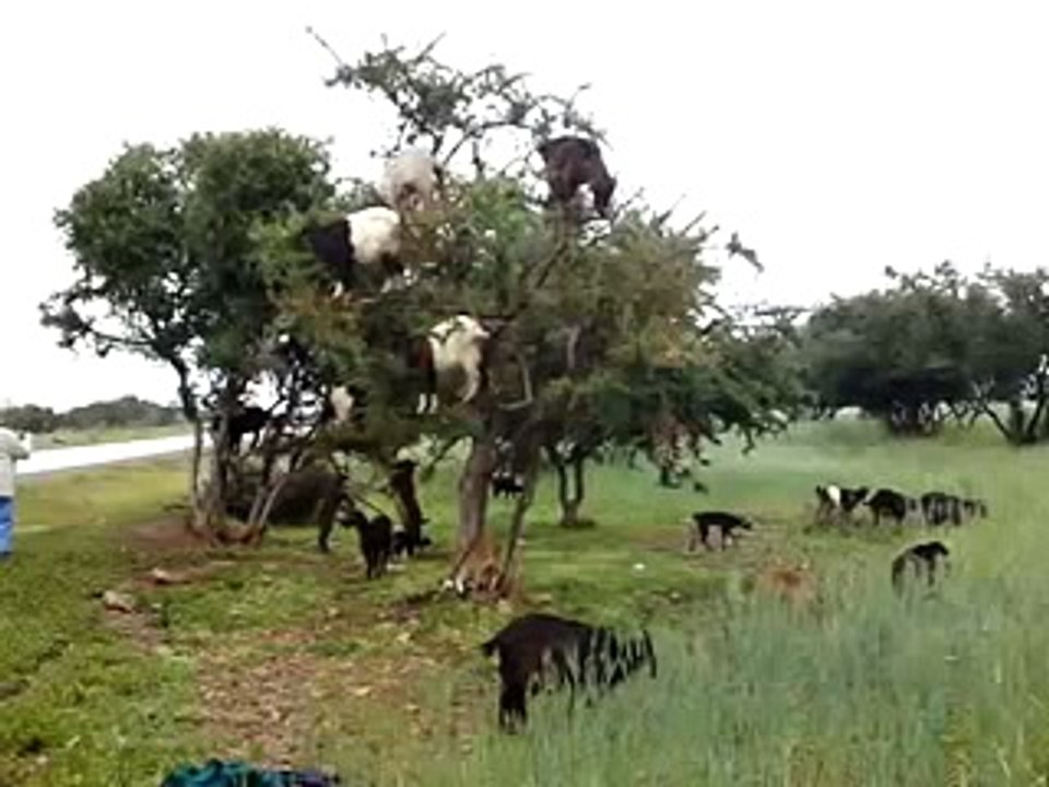 Tree_Climbing_Goats - Funny Videos