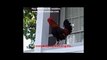 Key West and its roosters....wmv