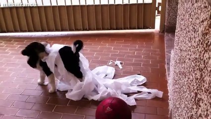 Funny Cats And Dogs Vs Toilet Paper Compilation 2014 [NEW]