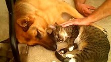 German Shepherd loving a cat (In loving memory 9-19-03 - 9-23-08)