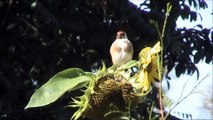 Distelfink  (Carduelis carduelis) Goldfinch