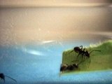Feeding the ant queen - Lasius niger