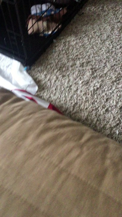 Peanut robando un calzón de la pepona