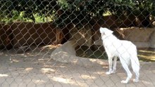 Lobo aullando