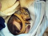 Feeding a Rescued Baby Squirrel