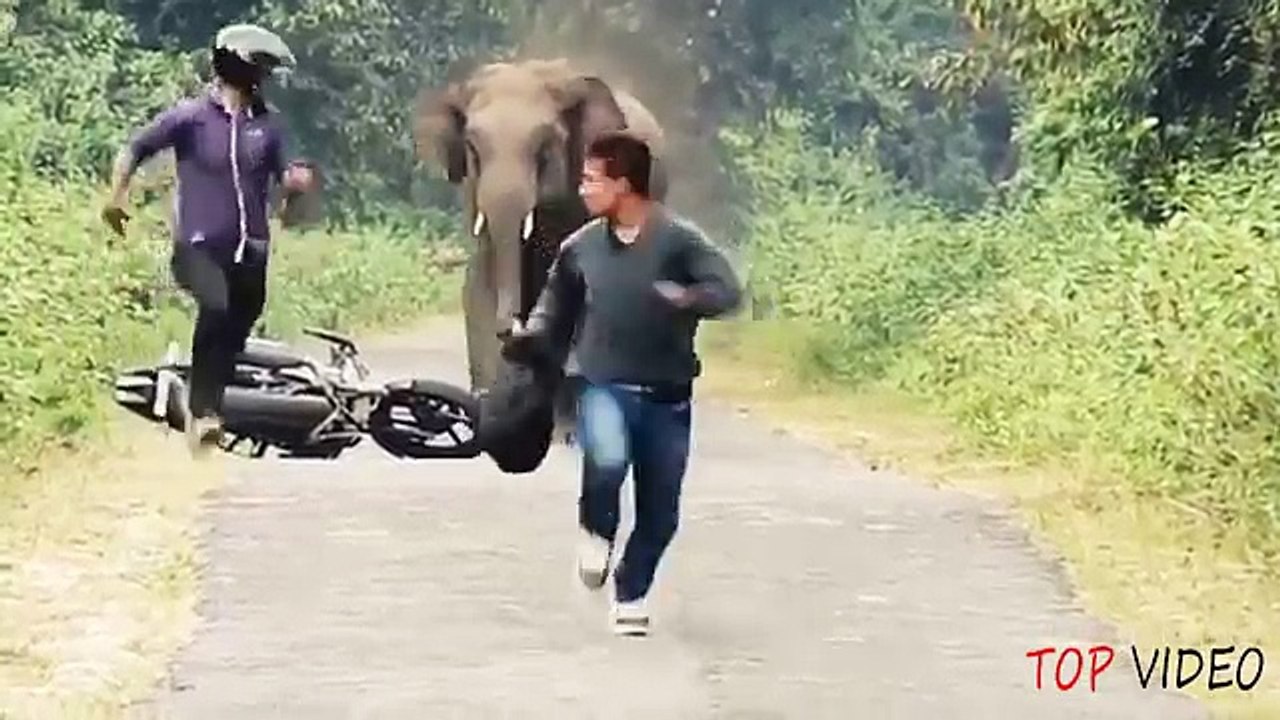 When Animal Attacks Human  -  Amazing Video Compilation 2016