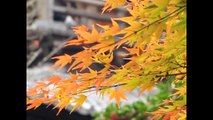 京都南禅寺の紅葉2009（Video映像）Autumn in Kyoto, Japan