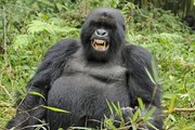 Goril İle Telefondaki Fotoğraflara Bakmak