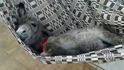 Hamakta Sallanan Sevimli Eşek Sıpası