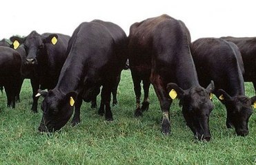 İnekler ölmüş arkadaşlarını yalnız bırakmadı