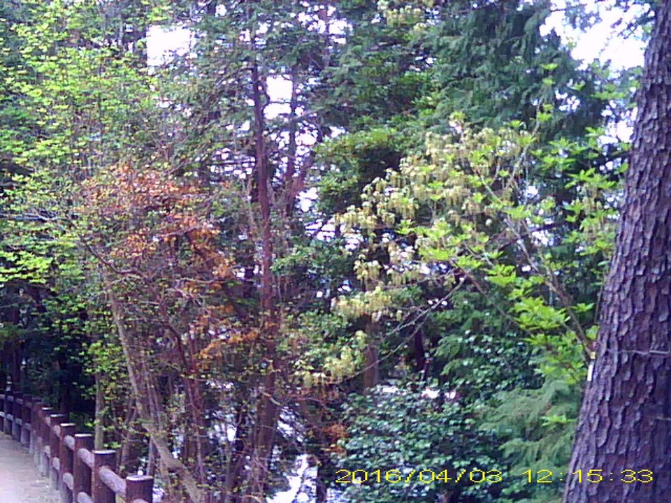 公園 散歩