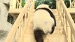 Cute pandas playing on the slide