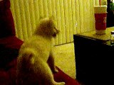 Shiba Inu puppy falls off couch!