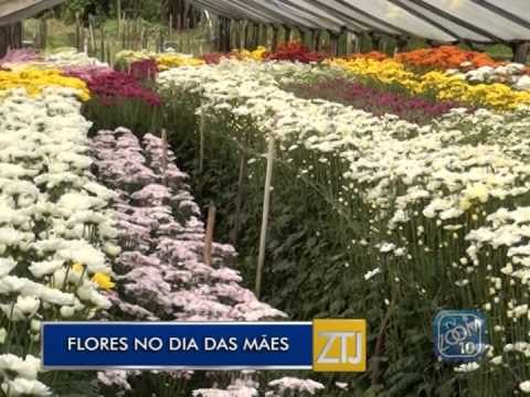 08-05-2015 - FLORES DIA DAS MÃES - ZOOM TV JORNAL