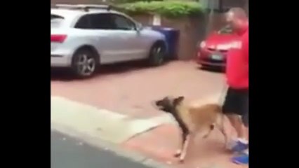 Вот это дрессировка