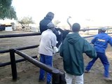 南アフリカダチョウ牧場にて