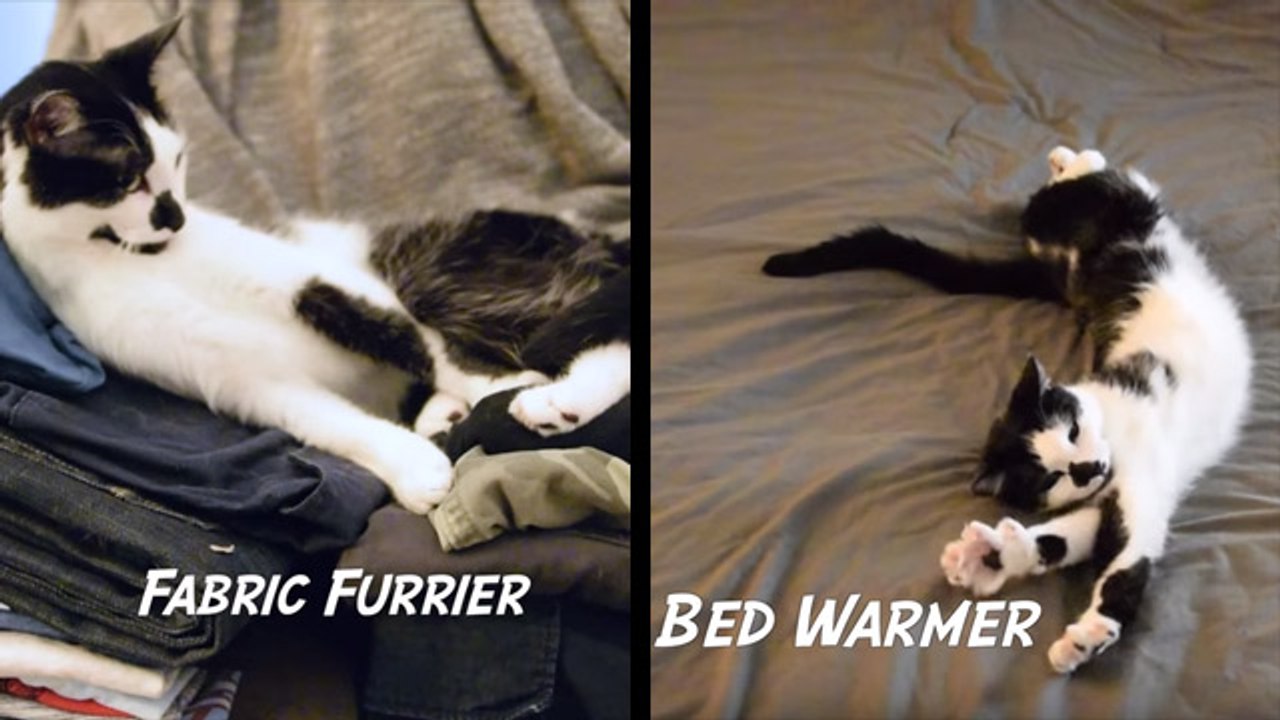 Take A Moment To Fully Appreciate All The Jobs Cats Perform On A Daily Basis