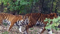 Sibirische Tiger Jegor und Ahimsa - Tierpark Hellabrunn