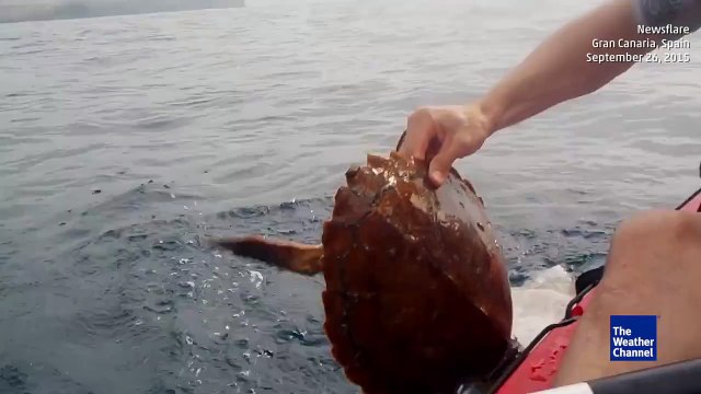 Kayakers Rescue Sea Turtle off coast of spain