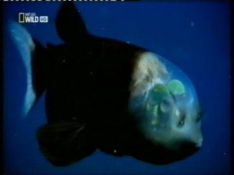 Pez de cabeza transparente: Animales extraños