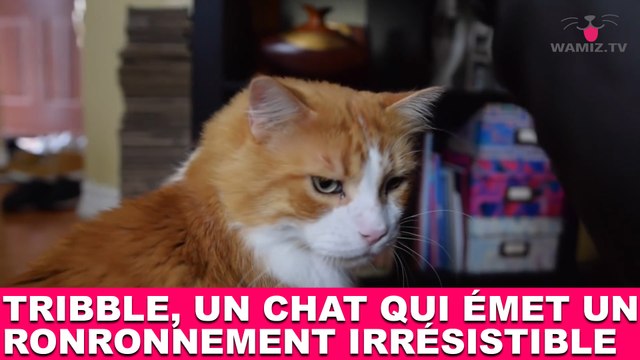 Tribble, un chat qui émet un ronronnement irrésistible ! Découvrez-le dans la minute chat #178