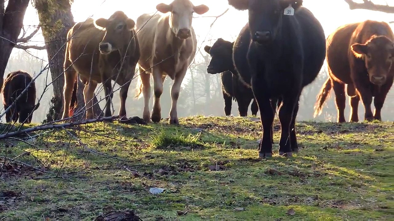Cows