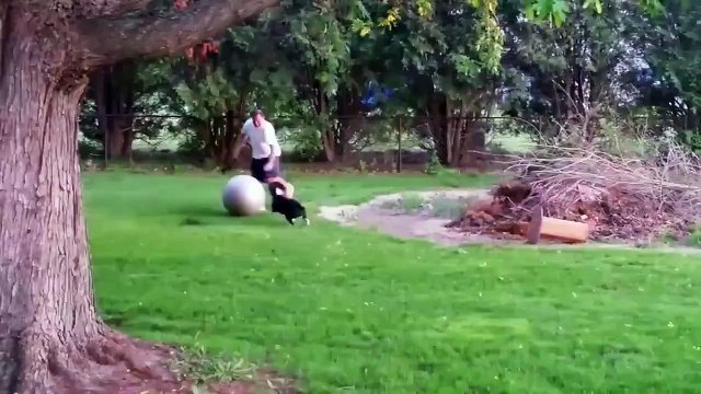 Best of de chiens fou... Trop marrant