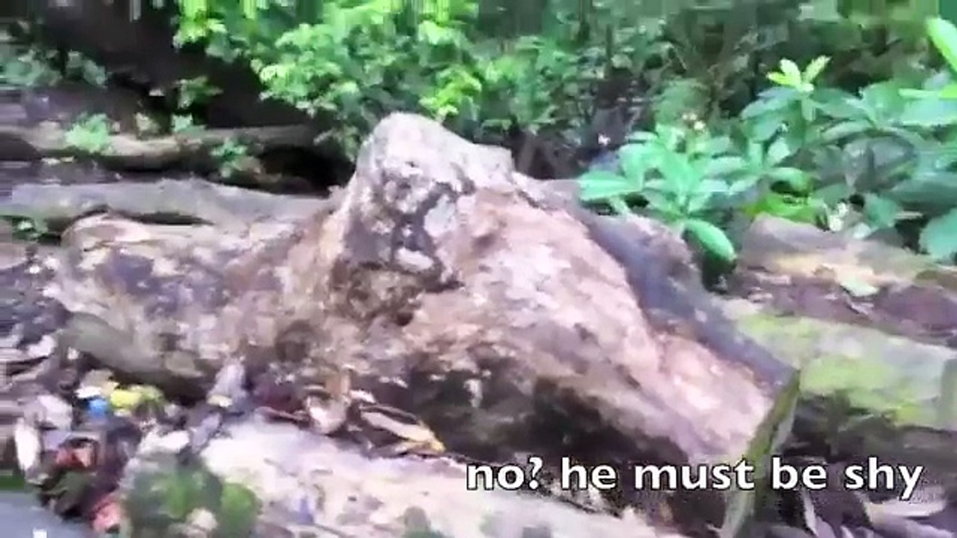 ⁣funny animals 2016 - Funny Animals 8