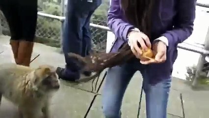 funny animals being scared - Funny Animals 11