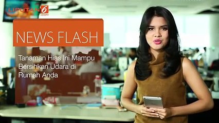 Tanaman Hias Ini Mampu Bersihkan Udara di Rumah Anda